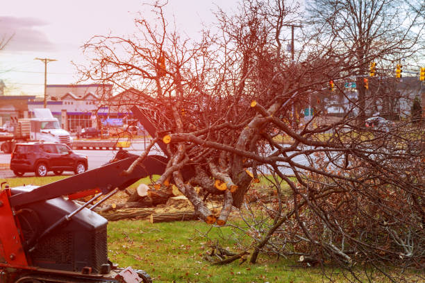 Reliable Forest Acres, SC Tree Care Solutions