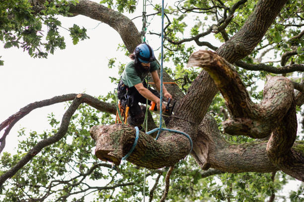 Best Storm Damage Tree Cleanup  in Forest Acres, SC