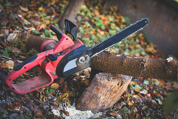 Best Tree Disease Treatment  in Forest Acres, SC